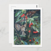 ブルーノ・リレジェフォスさくらんぼ・ツリーのスズメ ポストカード (正面/裏面)