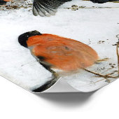 ブルーノ・リレジェフォス雪の鳥 ポスター (角)