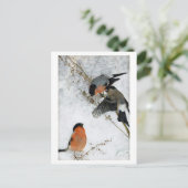 ブルーノ・リレジェフォス雪の鳥 ポストカード (スタンド正面)