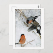 ブルーノ・リレジェフォス雪の鳥 ポストカード (正面/裏面)