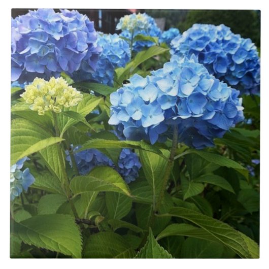 ブルーハイドレンジアの花の装飾用セラミックタイル タイル (正面)