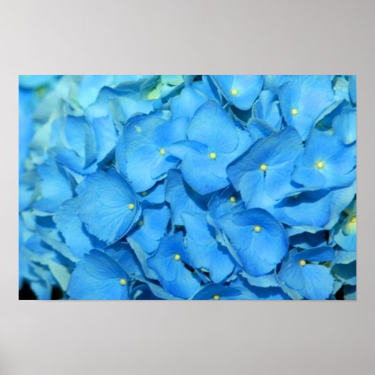 ブルーハイドレンジア ポスター (正面)