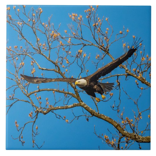 ブルーハゲのワシ タイル (正面)