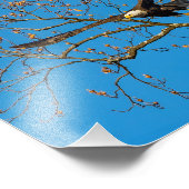 ブルーハゲのワシ フォトプリント            (角)