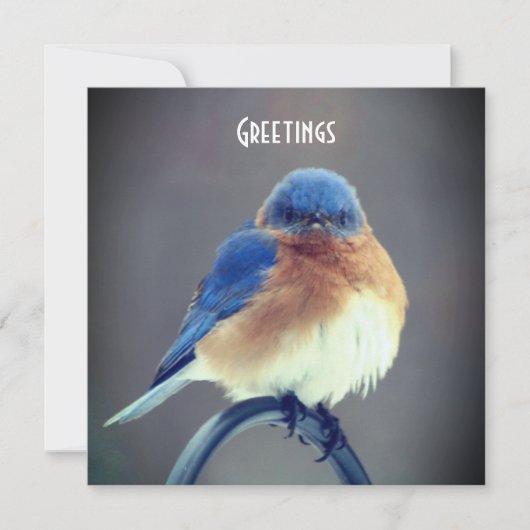 ブルーバはっきりしたード (正面)