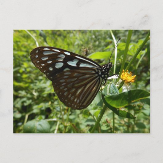 ブルーバタフライハガキ ポストカード (正面)