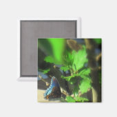 ブルーバタフライマグネット マグネット (正面/裏面)