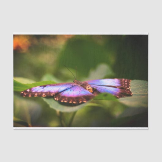 ブルーバタフライ自然クローズアップデコパージュ 薄葉紙 (正面)