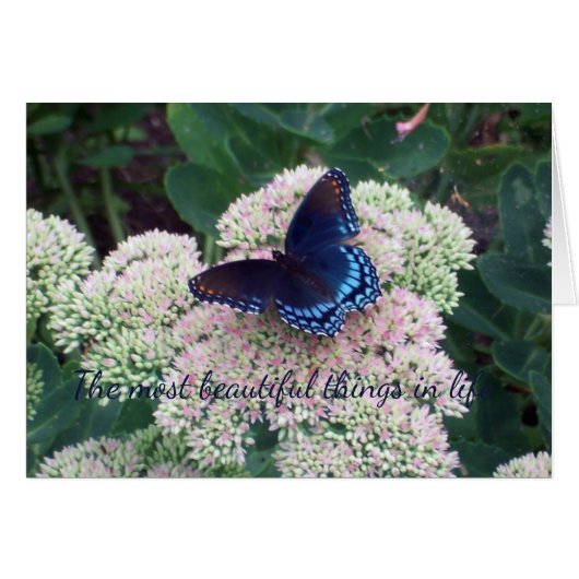 ブルーバタフライ (正面横)