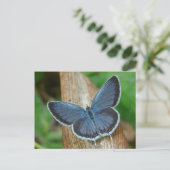 ブルーバタフライ ポストカード (スタンド正面)