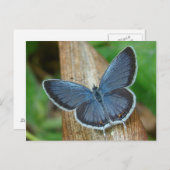 ブルーバタフライ ポストカード (正面/裏面)