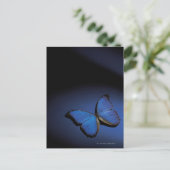ブルーバタフライ ポストカード (スタンド正面)