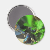 ブルーバタフライ マグネット (正面/裏面)