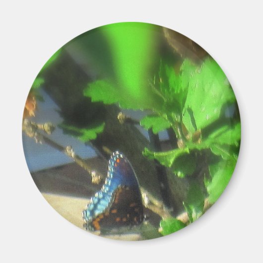 ブルーバタフライ マグネット (正面)