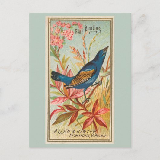 ブルーバント ポストカード (正面)