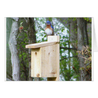 ブルーバードによって波立たせられる羽