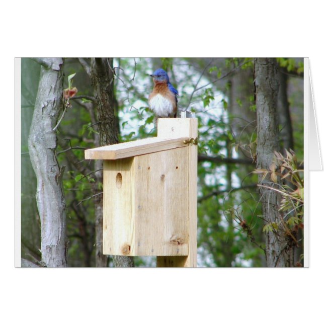 ブルーバードによって波立たせられる羽 (正面横)