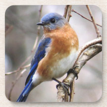 ブルーバードのコースター