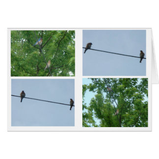 ブルーバードの組、コラージュ