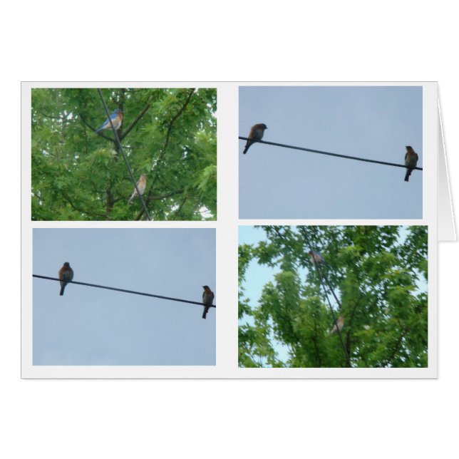 ブルーバードの組、コラージュ (正面横)