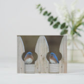 ブルーバードの郵便はがき ポストカード (スタンド正面)