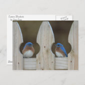 ブルーバードの郵便はがき ポストカード (正面/裏面)