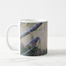 ブルーバードオンブランチイースタンブルーバードラバーズ