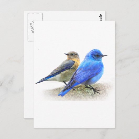 ブルーバードペア，オスとメスの山のブルーバード ポストカード (正面/裏面)