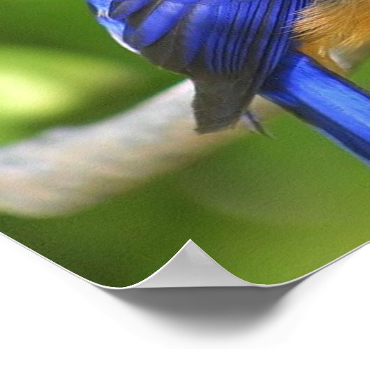 ブルーバードポスター ポスター (角)