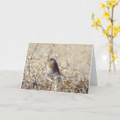 ブルーバード及び(鳥)ショウジョウコウカンチョウの生命は歌歌いますそれをです! カード (黄色い花)