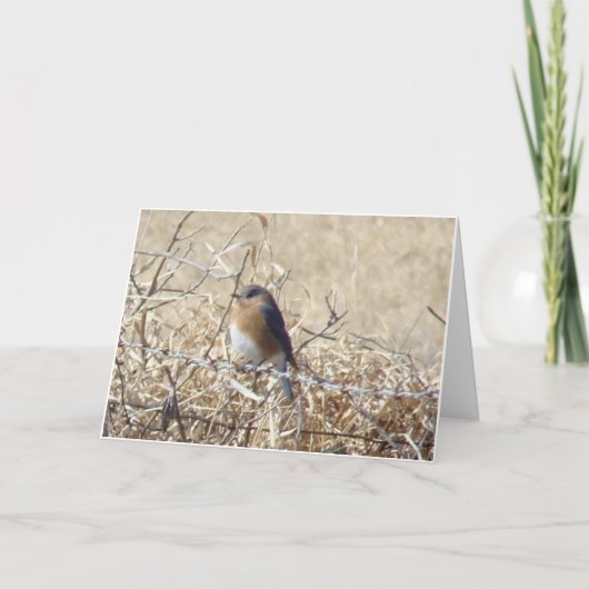 ブルーバード及び(鳥)ショウジョウコウカンチョウの生命は歌歌いますそれをです! カード (正面)