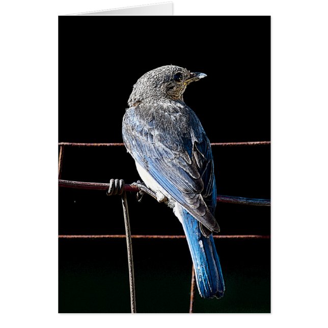 ブルーバード (正面)