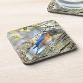 ブルーバード コースター (左側)