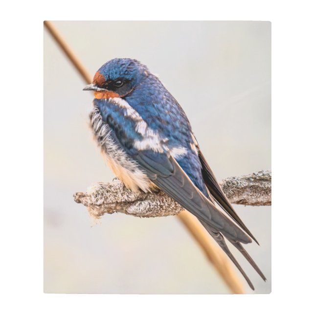 ブルーバード、バーンドローワトリ、鳥の写真 メタルプリント (正面)