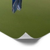 ブルーバード ポスター (角)