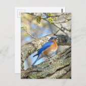 ブルーバード ポストカード (正面/裏面)