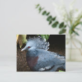 ブルーバード ポストカード (スタンド正面)