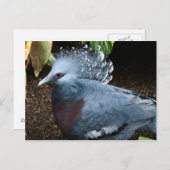 ブルーバード ポストカード (正面/裏面)