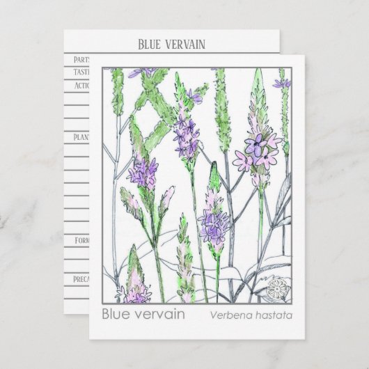 ブルーバーヴェンマテリアメディカハーブ勉強カード ポストカード (正面/裏面)
