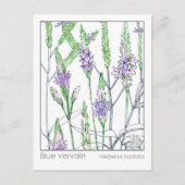 ブルーバーヴェンマテリアメディカハーブ勉強カード ポストカード (正面)