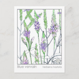 ブルーバーヴェンマテリアメディカハーブ勉強カード ポストカード