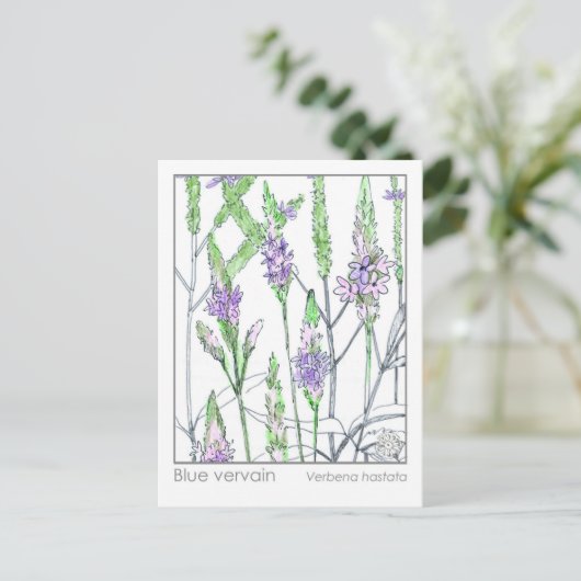 ブルーバーヴェンマテリアメディカハーブ勉強カード ポストカード (スタンド正面)