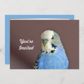 ブルーパかわいらしーケエフォト誕生日招待状 招待状 (正面/裏面)