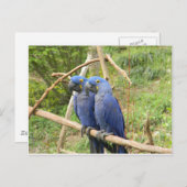 ブルーパロット ポストカード (正面/裏面)