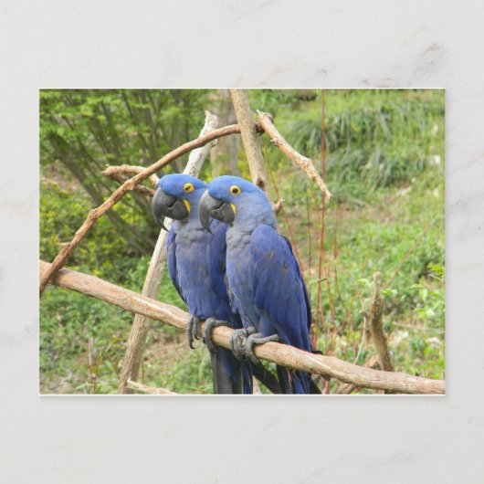 ブルーパロット ポストカード (正面)