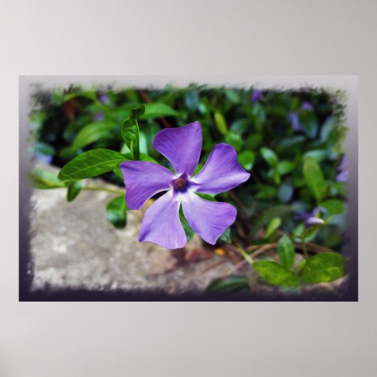 ブルーパープル花びら ポスター (正面)