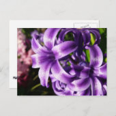 ブルーヒヤシンスI春フローラ ポストカード (正面/裏面)