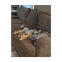 ブルーヒーラーが家にパパ来待ち