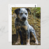 ブルーヒーラーパピー ポストカード (正面/裏面)