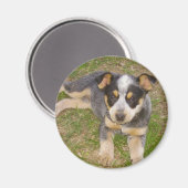 ブルーヒーラーパピー マグネット (正面/裏面)